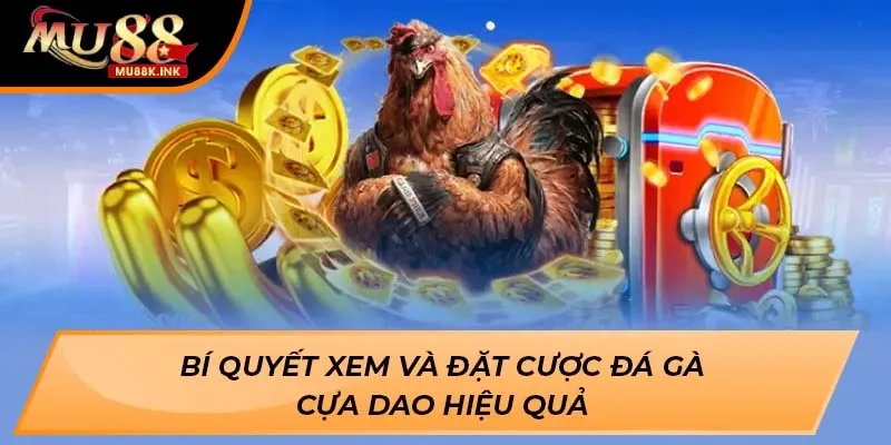 Đá gà cựa dao